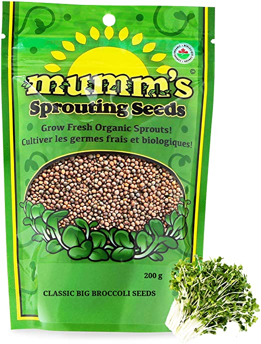 Graines de brocoli pour germination