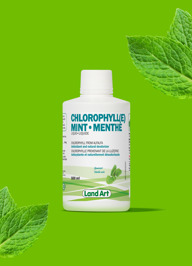 Chlorophylle - Menthe
