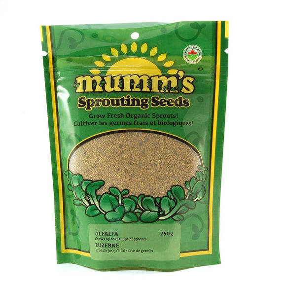 Graines d'alfalfa pour germination